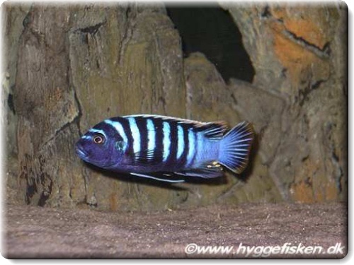 Cynotilapia zebroides 'Londo'